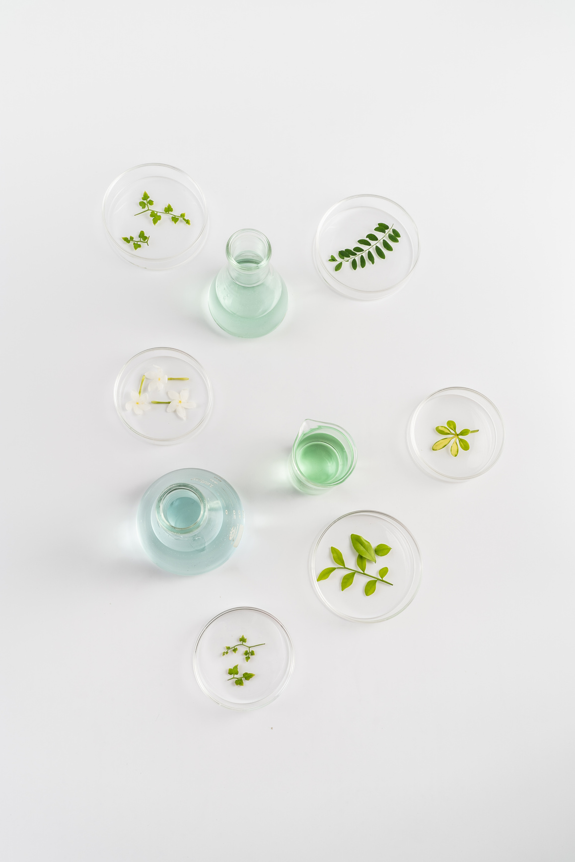 Assorted Leaves in Petri Dishes