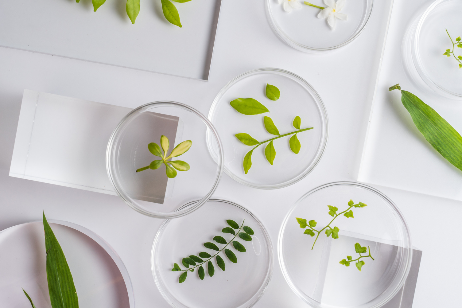 Assorted Leaves in Petri Dishes